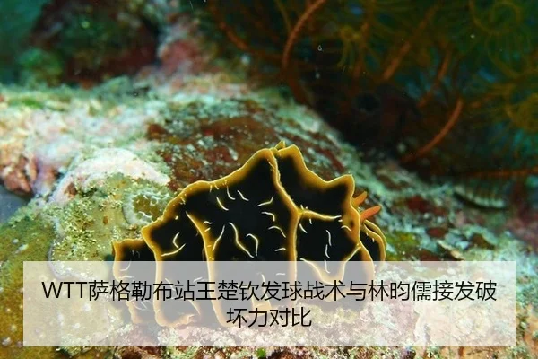 sa-ge-lei-bu-zhan-wang-chu-qin-fa-qiu-zhan-shu-yu-lin-yun-ru-jie-fa-po-huai-li-dui-bi-3-626.jpg